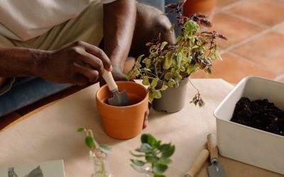 Comment protéger vos arbres fruitiers en hiver : le guide complet — Jardinage