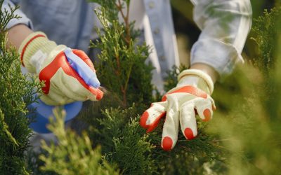 Guide complet des légumes à récolter en hiver — Jardinage