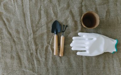 Guide des plantes résistantes au froid : quelles espèces choisir ? — Jardinage