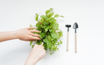 Quand et comment hiverner les plantes en pot : guide pratique — Jardinage