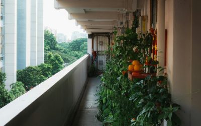 Créer un potager sur balcon : le guide du débutant — Jardinage